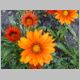 Gazania-Kiss-'Bronze'